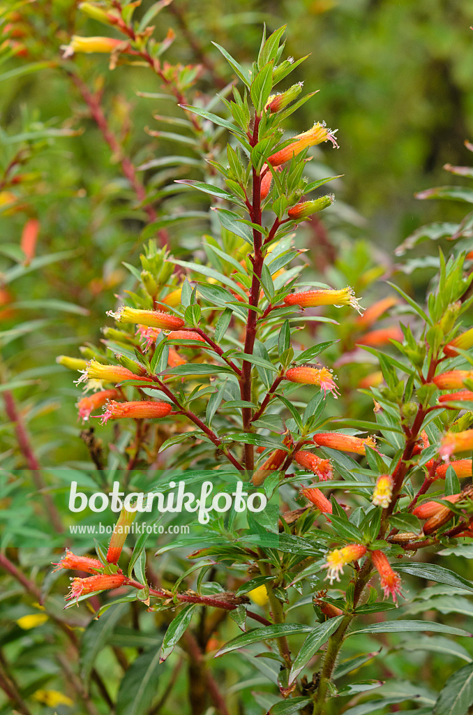 549104 - Cigar plant (Cuphea micropetala)