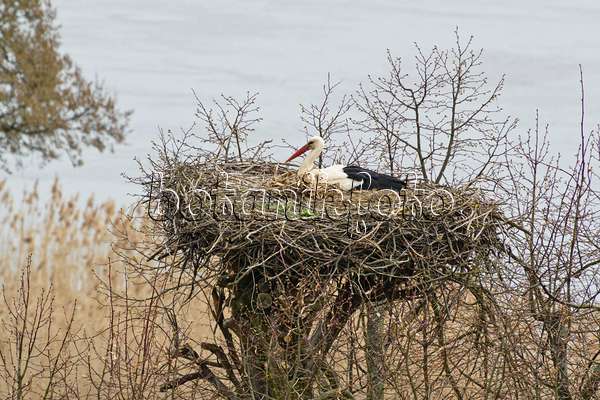 555020 - Cigogne blanche (Ciconia ciconia) dans son nid