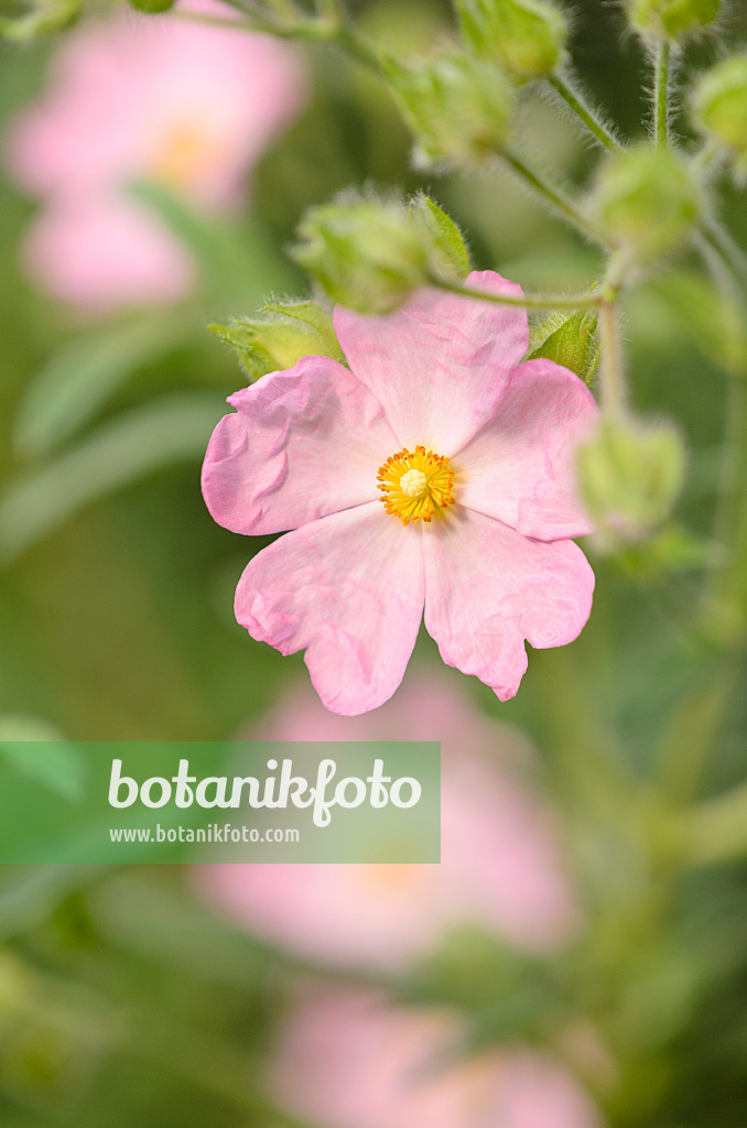 531199 - Ciste blanc (Cistus x skanbergii)