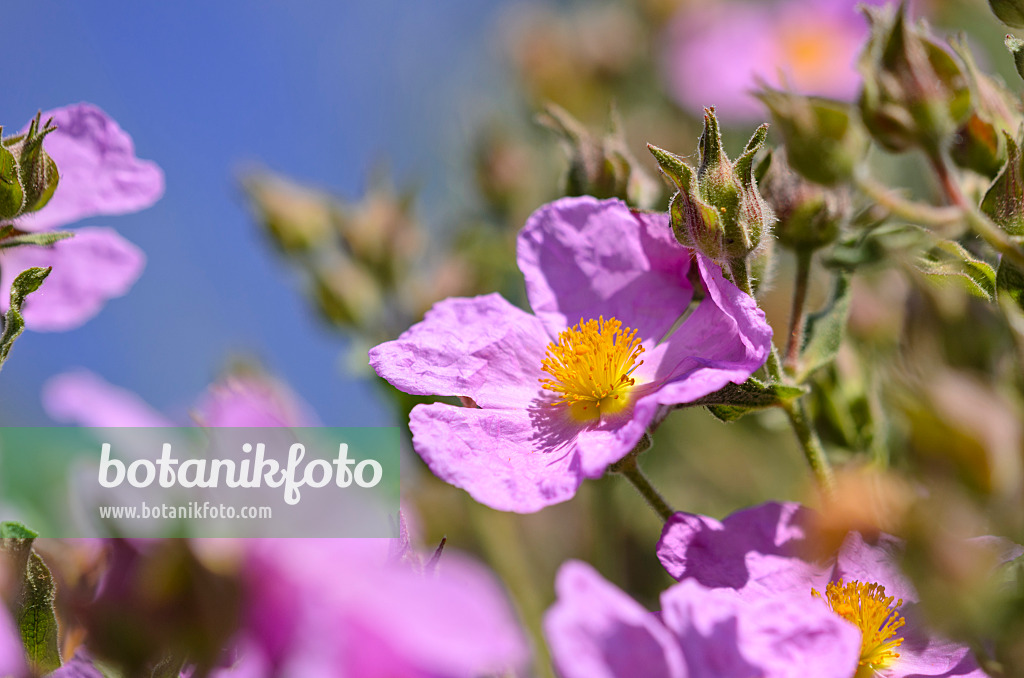 533061 - Ciste (Cistus incanus subsp. creticus)