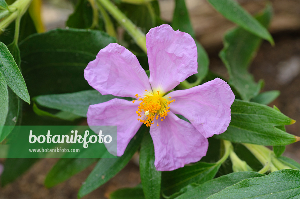 471277 - Ciste (Cistus symphytifolius)