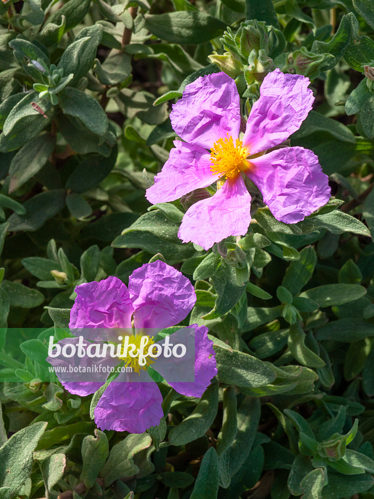 424012 - Ciste cotonneux (Cistus albidus)