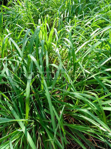 434175 - Citronella grass (Cymbopogon nardus)
