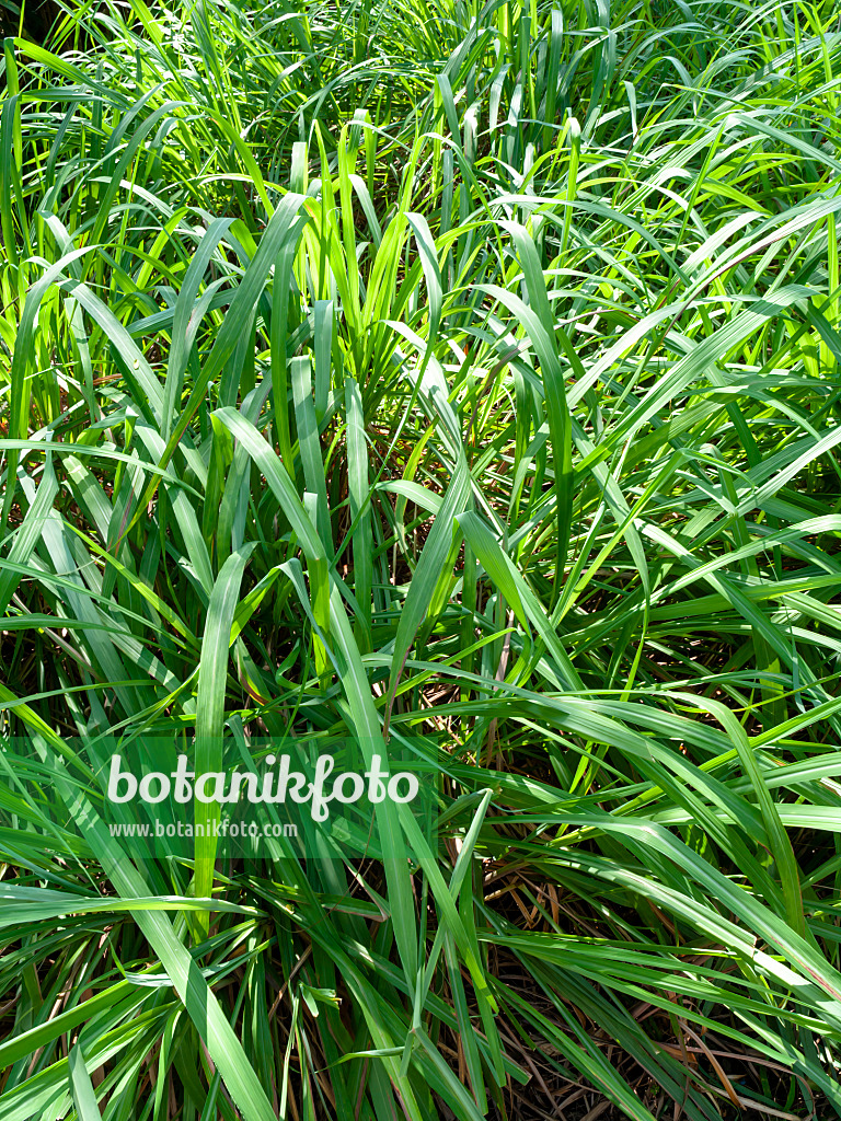 434175 - Citronella grass (Cymbopogon nardus)