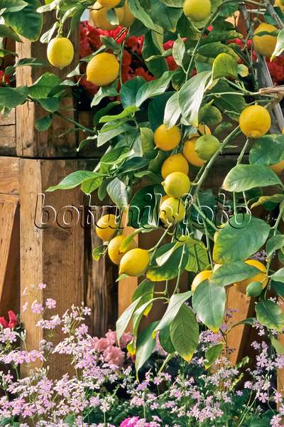 362015 - Citronnier (Citrus limon)