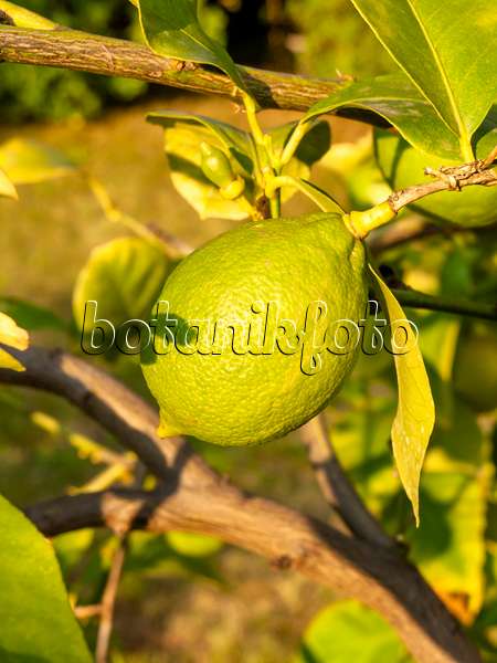 429114 - Citronnier (Citrus limon)