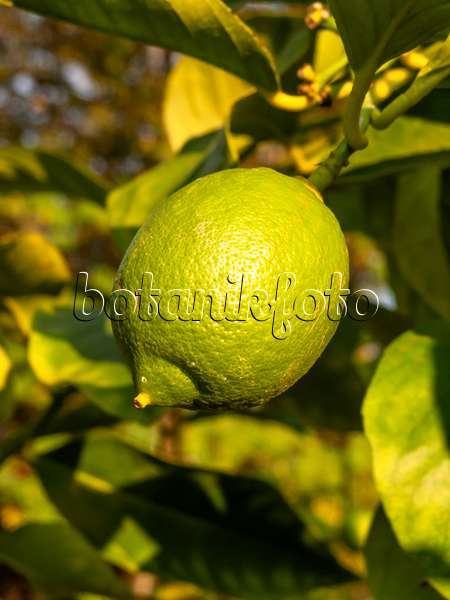 429115 - Citronnier (Citrus limon)