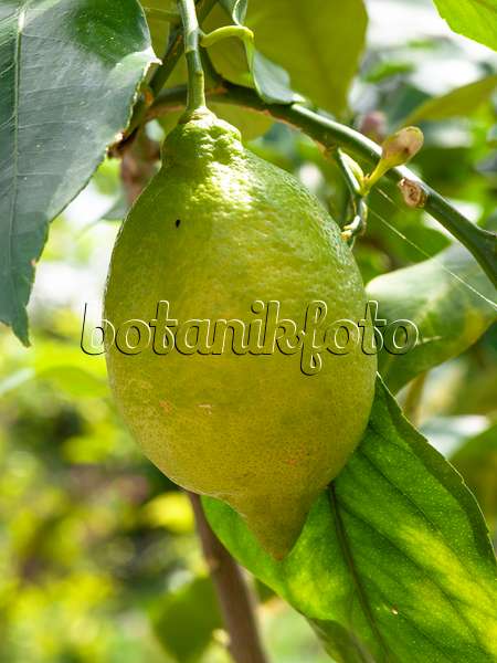437343 - Citronnier (Citrus limon)