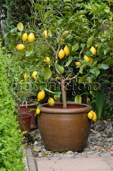 544115 - Citronnier (Citrus limon)
