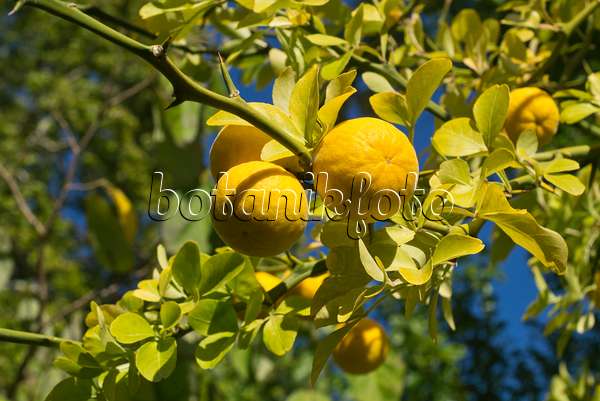 597014 - Citronnier épineux (Poncirus trifoliata)