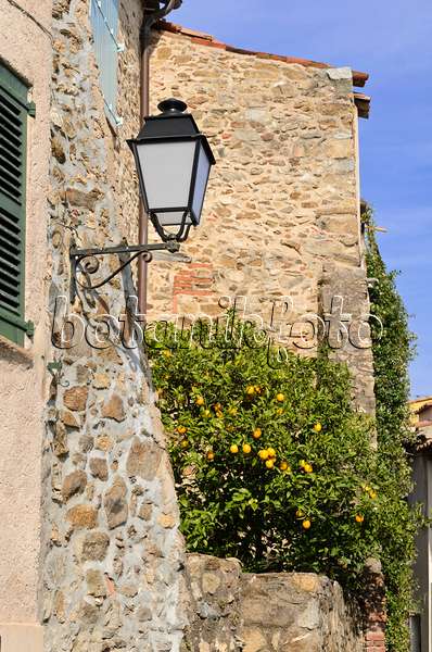 569061 - Citrus tree at an old town house, Grimaud, France