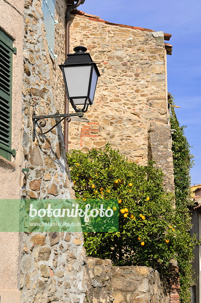 569061 - Citrus tree at an old town house, Grimaud, France