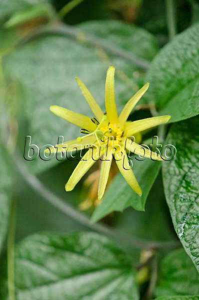 534510 - Citrus-yellow passion flower (Passiflora citrina)