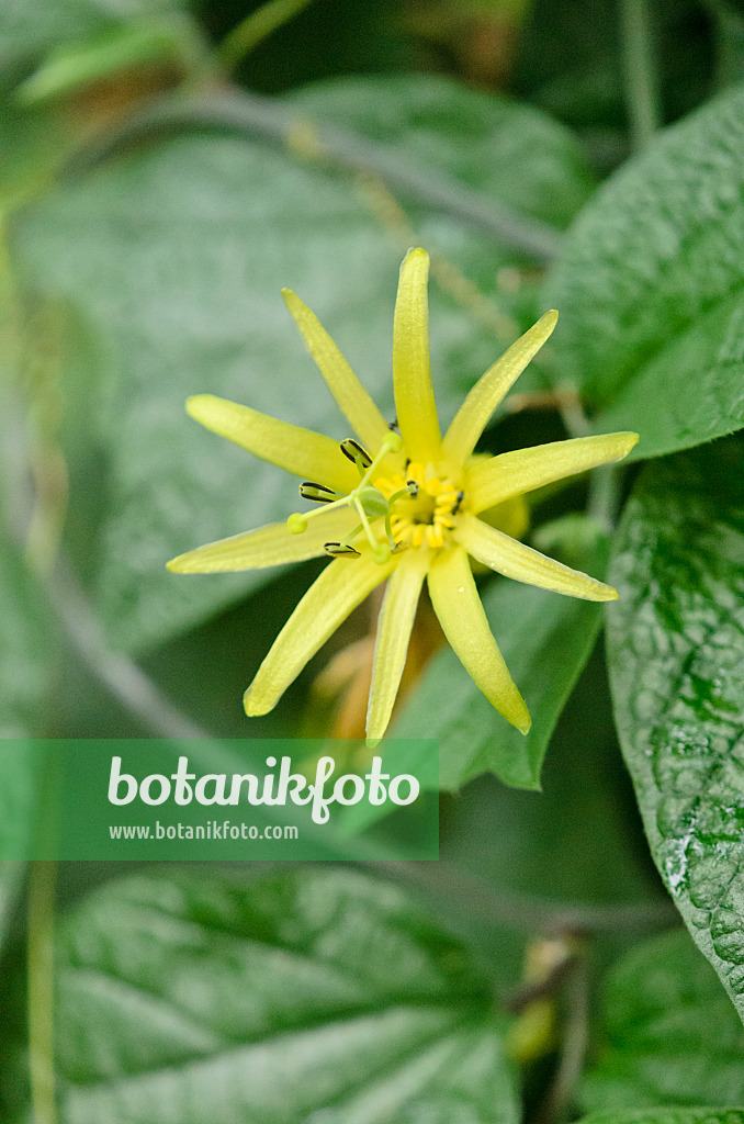 534510 - Citrus-yellow passion flower (Passiflora citrina)