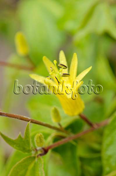 535179 - Citrus-yellow passion flower (Passiflora citrina)