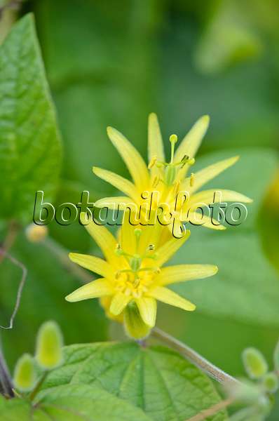 548095 - Citrus-yellow passion flower (Passiflora citrina)