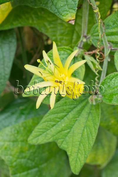 557034 - Citrus-yellow passion flower (Passiflora citrina)