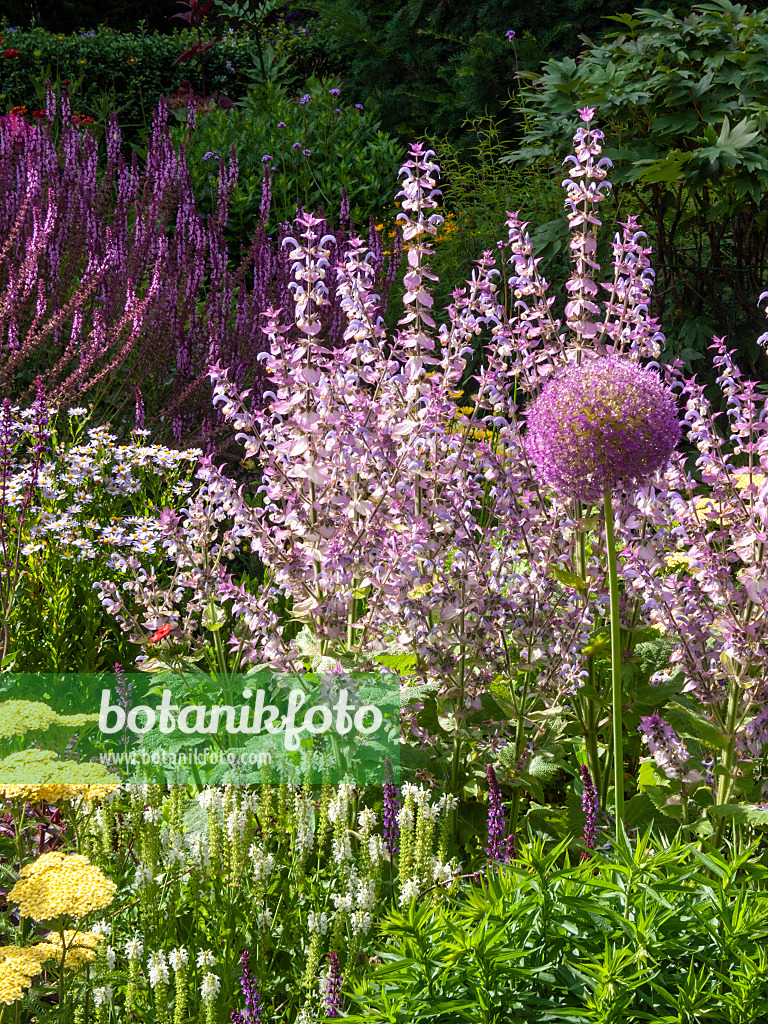 415007 - Clary sage (Salvia sclarea)