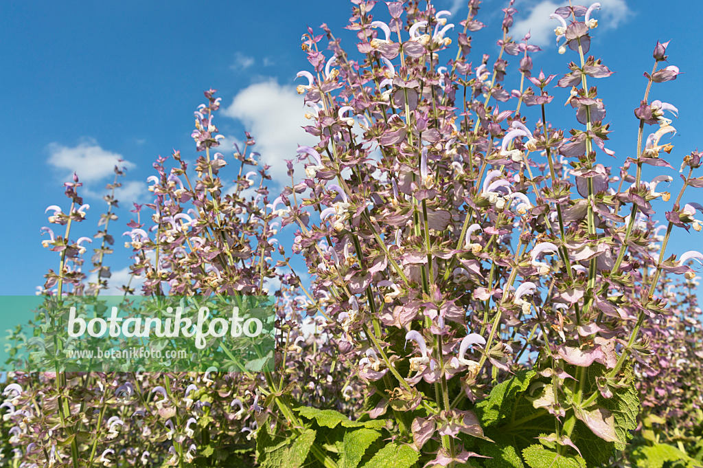 510009 - Clary sage (Salvia sclarea)