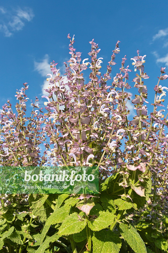 510010 - Clary sage (Salvia sclarea)