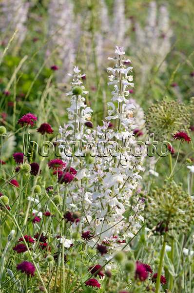 521137 - Clary sage (Salvia sclarea) and widow flowers (Knautia)