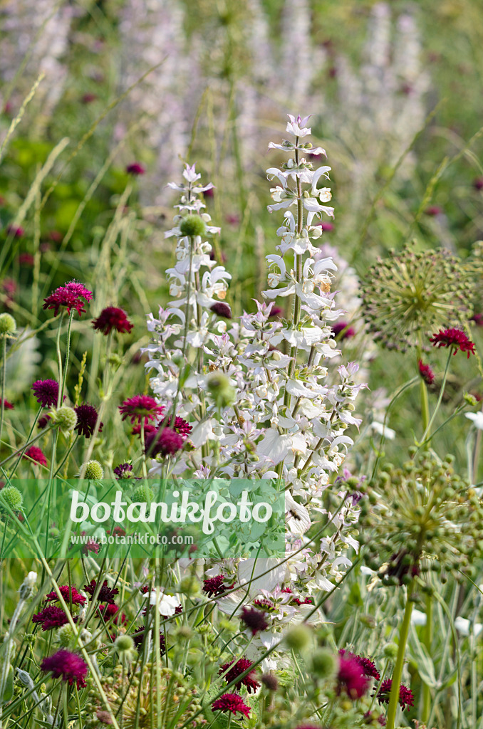 521137 - Clary sage (Salvia sclarea) and widow flowers (Knautia)