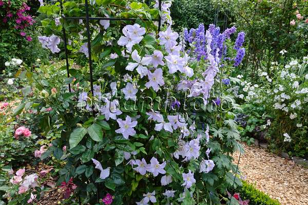 474102 - Clematis (Clematis Blue Angel syn. Clematis Blekitny Aniol) and larkspur (Delphinium)