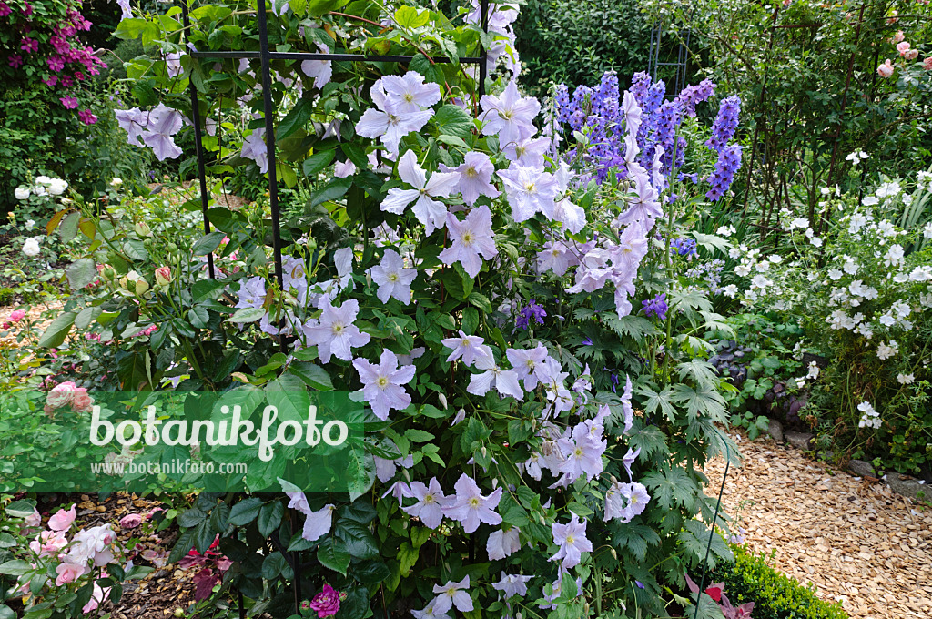 474102 - Clematis (Clematis Blue Angel syn. Clematis Blekitny Aniol) and larkspur (Delphinium)