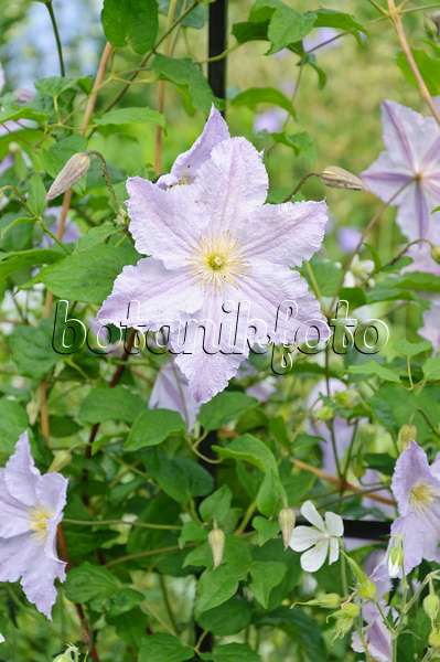 486014 - Clematis (Clematis Blue Angel syn. Clematis Blekitny Aniol)