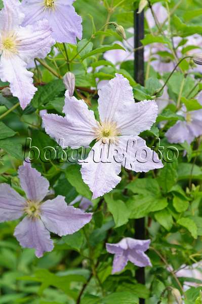 486015 - Clematis (Clematis Blue Angel syn. Clematis Blekitny Aniol)