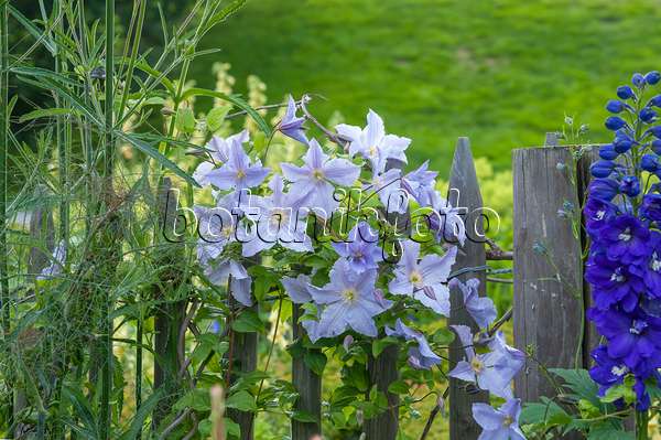 575059 - Clematis (Clematis Blue Angel syn. Clematis Blekitny Aniol) and larkspur (Delphinium)