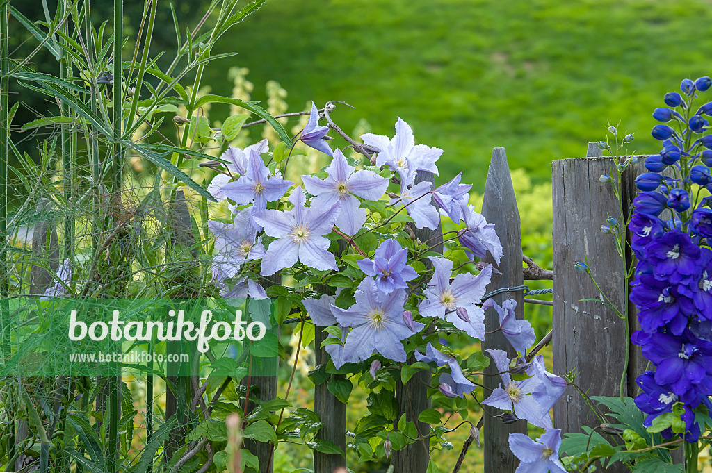 575059 - Clematis (Clematis Blue Angel syn. Clematis Blekitny Aniol) and larkspur (Delphinium)