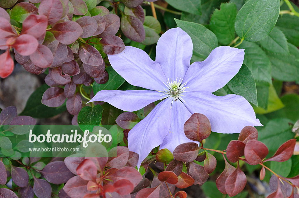 486008 - Clematis (Clematis Fujimusume)