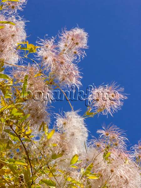 406035 - Clematis (Clematis glauca) in the sun in front of a deep blue sky