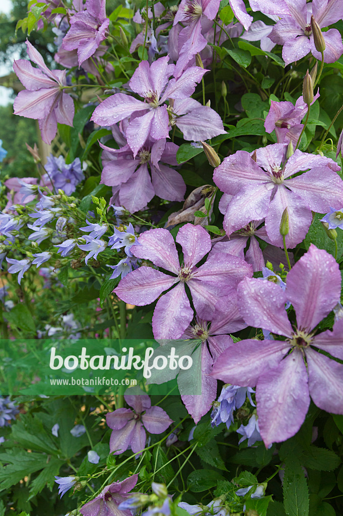 510053 - Clematis (Clematis Hagleys Hybrid) and milky bellflower (Campanula lactiflora)