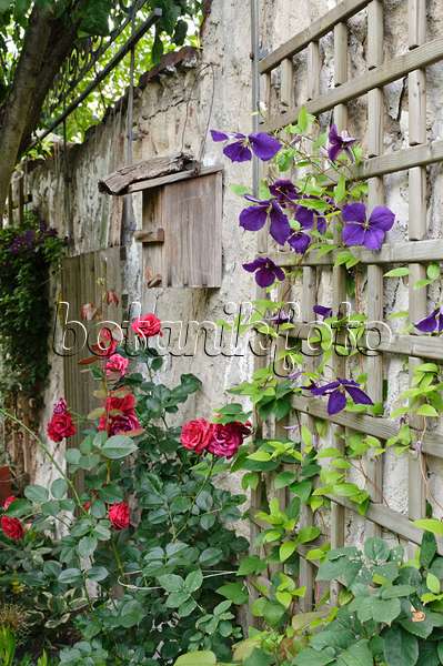473275 - Clematis (Clematis x jackmanii) and rose (Rosa)