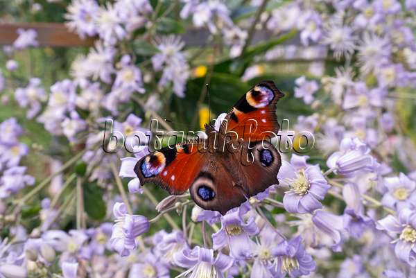 573085 - Clematis (Clematis) and peacock butterfly (Inachis io)