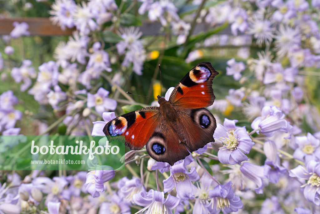 573085 - Clematis (Clematis) and peacock butterfly (Inachis io)