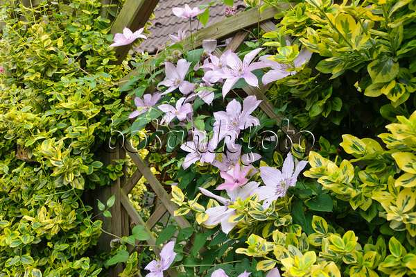 486007 - Clematis (Clematis Piilu) and winter creeper (Euonymus fortunei 'Emerald'n Gold')