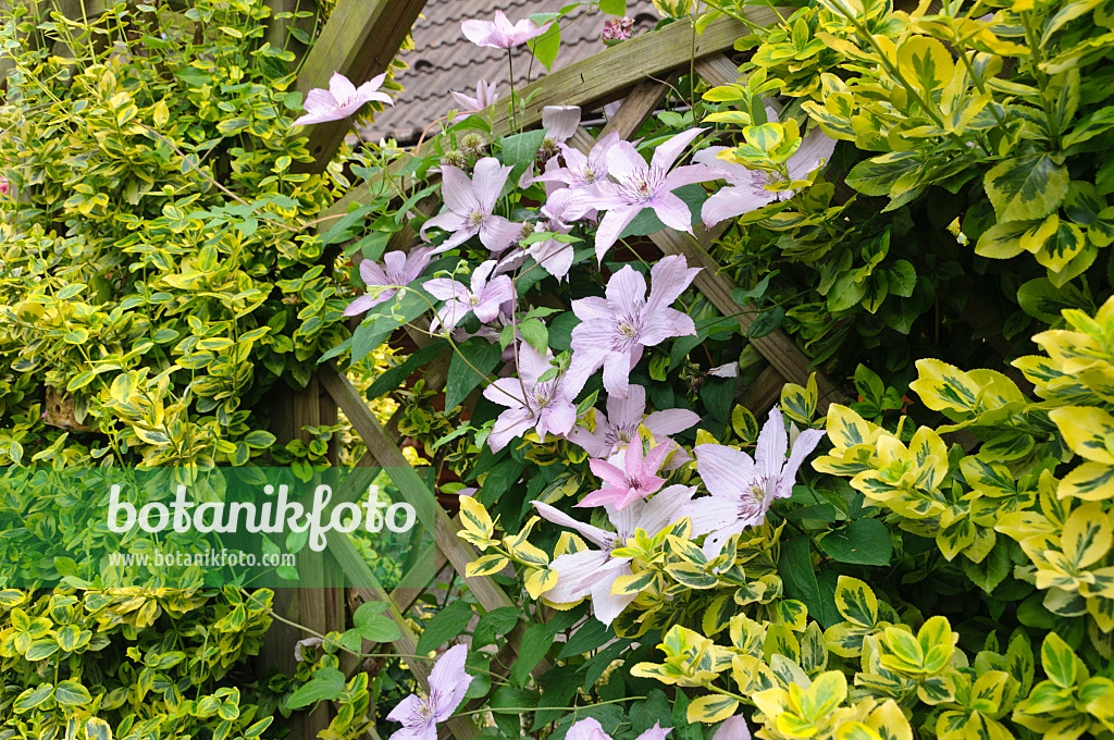 486007 - Clematis (Clematis Piilu) and winter creeper (Euonymus fortunei 'Emerald'n Gold')