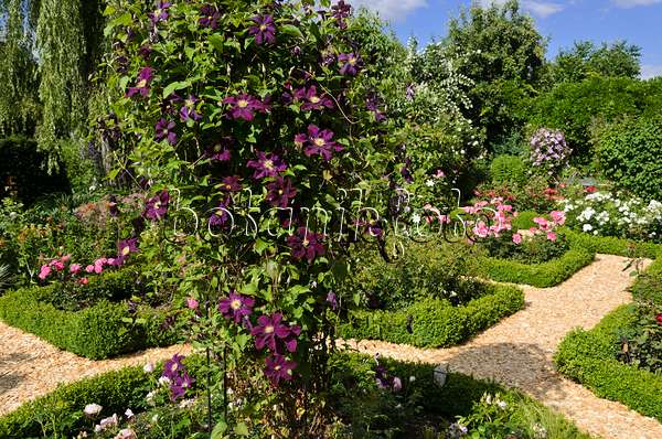 534052 - Clematis (Clematis) and roses (Rosa) in a rose garden