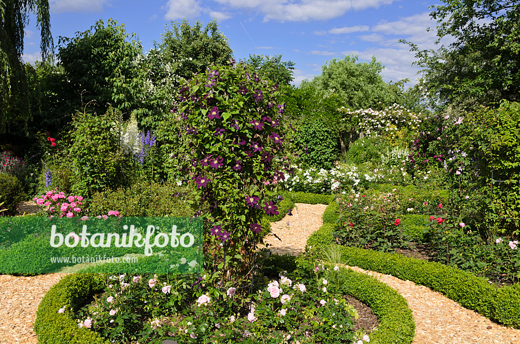 534053 - Clematis (Clematis) and roses (Rosa) in a rose garden