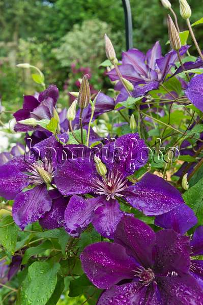 510057 - Clematis (Clematis The President)
