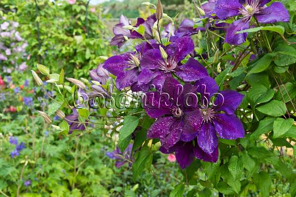 510058 - Clematis (Clematis The President)