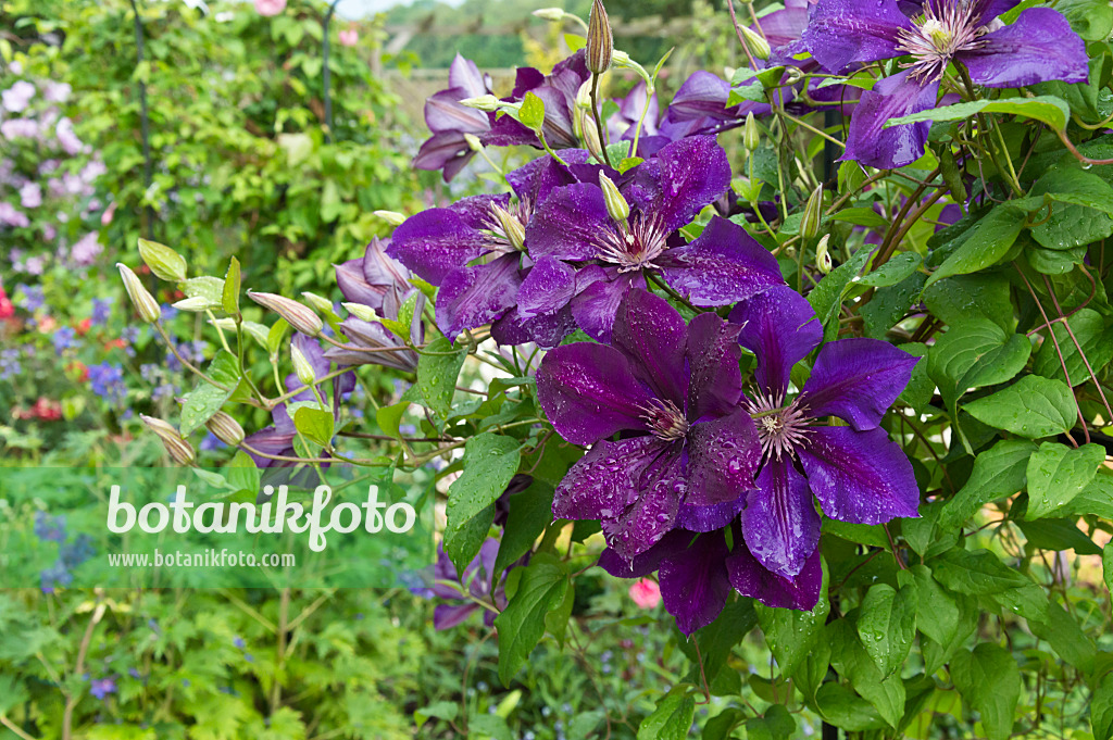 510058 - Clematis (Clematis The President)