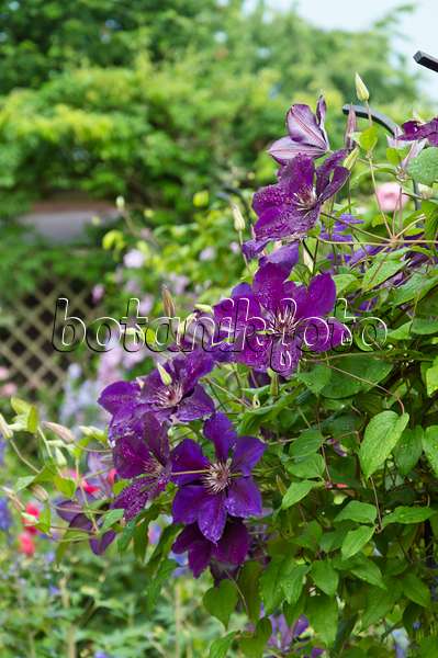 510059 - Clematis (Clematis The President)