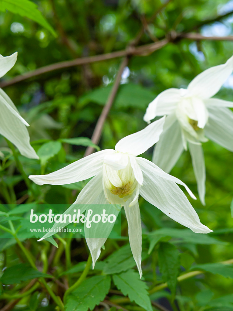 437323 - Clématite à grandes fleurs (Clematis macropetala)