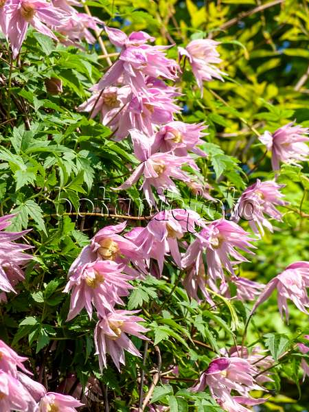 437356 - Clématite à grandes fleurs (Clematis macropetala 'Markham's Pink')