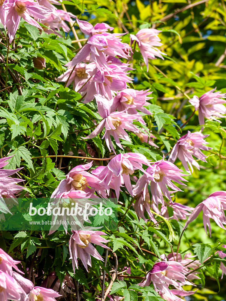 437356 - Clématite à grandes fleurs (Clematis macropetala 'Markham's Pink')