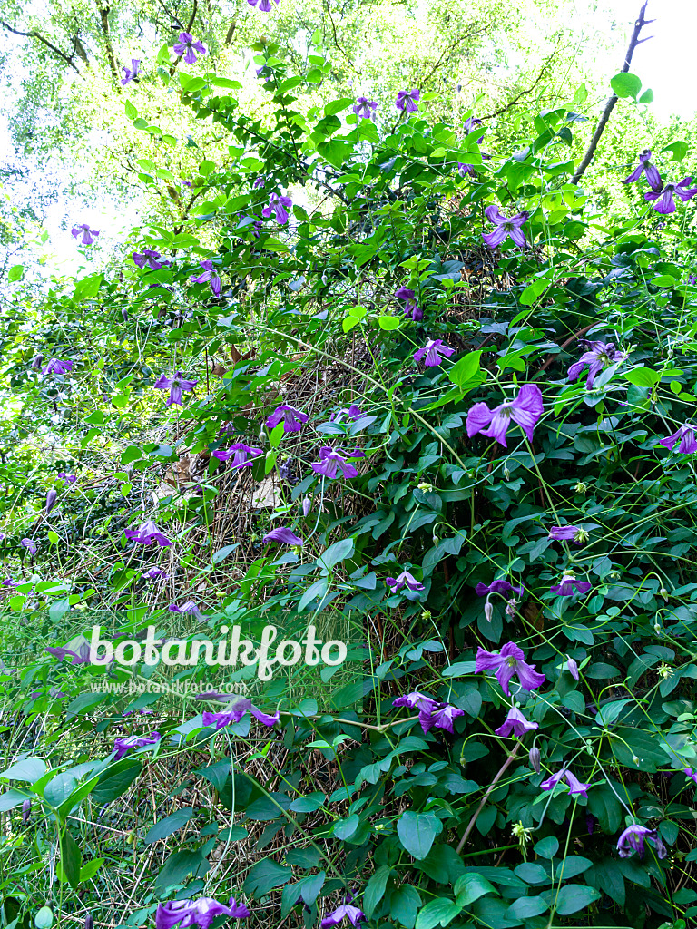 427141 - Clématite bleue (Clematis viticella)